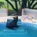 Fiesta recibe a un visitante inesperado: oso negro busca alivio ante el intenso calor