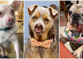 De sobreviviente a celebridad; Jinny Lu conquista el concurso del perro más feo del mundo