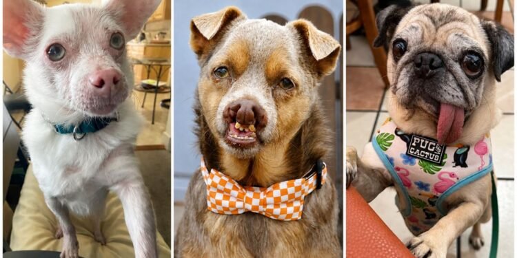 De sobreviviente a celebridad; Jinny Lu conquista el concurso del perro más feo del mundo