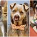 De sobreviviente a celebridad; Jinny Lu conquista el concurso del perro más feo del mundo