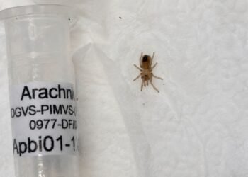 Encuentran cría de tarántula mexicana en un paquete; esto más llevaba el envío