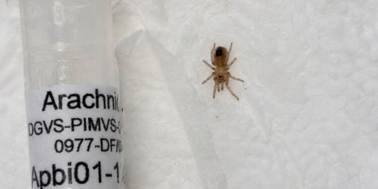 Encuentran cría de tarántula mexicana en un paquete; esto más llevaba el envío