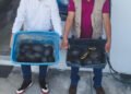 Así descubrieron un cargamento ilegal de cocodrilos y tortugas que viajaba por carretera en México
