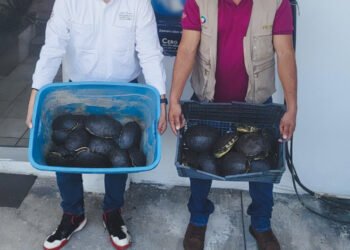 Así descubrieron un cargamento ilegal de cocodrilos y tortugas que viajaba por carretera en México