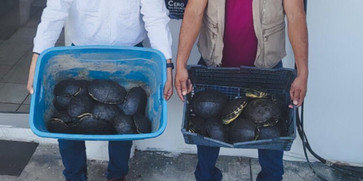 Así descubrieron un cargamento ilegal de cocodrilos y tortugas que viajaba por carretera en México