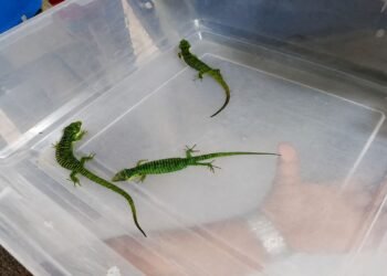 Frustran envío ilegal por correo de 13 dragones mexicanos; iban rumbo a Hong Kong