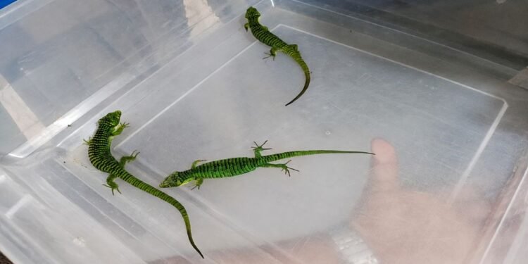 Frustran envío ilegal por correo de 13 dragones mexicanos; iban rumbo a Hong Kong