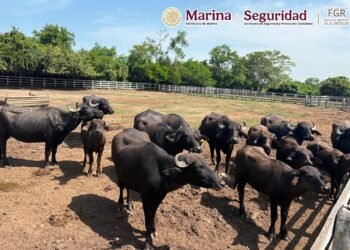 Rancho albergaba decenas de especies exóticas y amenazadas en Tamaulipas