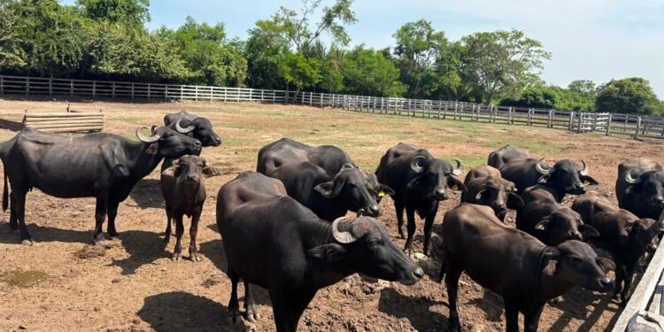 Rancho albergaba decenas de especies exóticas y amenazadas en Tamaulipas