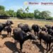 Rancho albergaba decenas de especies exóticas y amenazadas en Tamaulipas