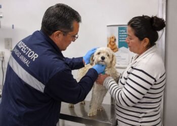 ¿Sabes cuál es el nuevo filtro contra el gusano barrenador? Esto deberán cumplir perros y aves que llegan de EU