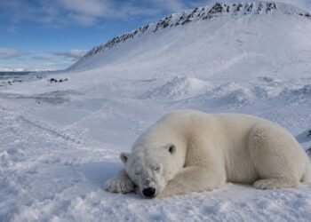¡Sonar la bocina le salió carísimo! Paga miles de dólares por despertar a un oso polar en el Ártico
