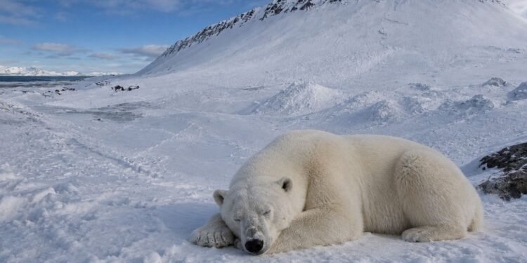 ¡Sonar la bocina le salió carísimo! Paga miles de dólares por despertar a un oso polar en el Ártico