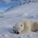 ¡Sonar la bocina le salió carísimo! Paga miles de dólares por despertar a un oso polar en el Ártico