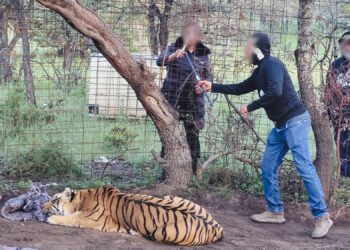 ¡Intentaron quitarle las garras! Rescatan a tigre de Bengala maltratado y abandonado