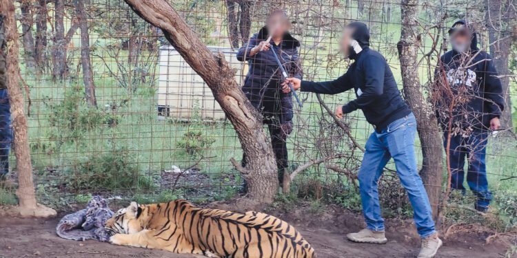 ¡Intentaron quitarle las garras! Rescatan a tigre de Bengala maltratado y abandonado