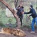 ¡Intentaron quitarle las garras! Rescatan a tigre de Bengala maltratado y abandonado