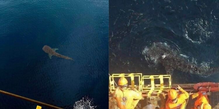 Gigantes marinos llegan a la Sonda de Campeche