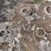¿Qué escondían las casas de los antiguos mayas? Un sitio en Yucatán comienza a revelarlo