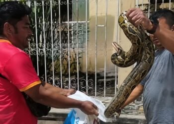 ¡Sorpresa entre los barrotes! Vecinos capturan enorme boa en pleno Centro de Becal