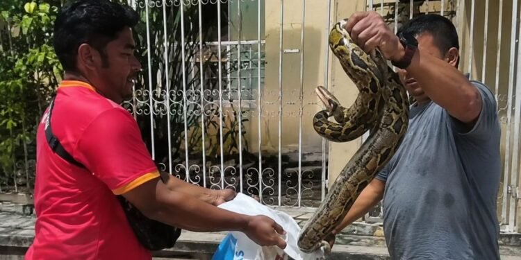 ¡Sorpresa entre los barrotes! Vecinos capturan enorme boa en pleno Centro de Becal