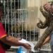 ¡Sorpresa entre los barrotes! Vecinos capturan enorme boa en pleno Centro de Becal