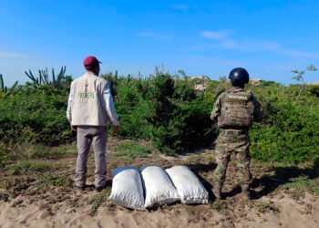 Los abandonaron entre las dunas: recuperan 9,500 huevos de tortuga golfina