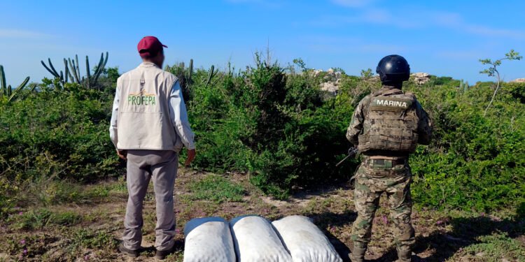 Los abandonaron entre las dunas: recuperan 9,500 huevos de tortuga golfina