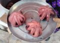 ¡Se hunde la zafra del pulpo! Temporada arranca con números devastadores