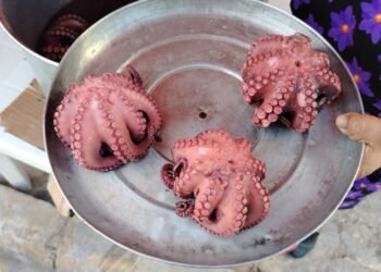 ¡Se hunde la zafra del pulpo! Temporada arranca con números devastadores