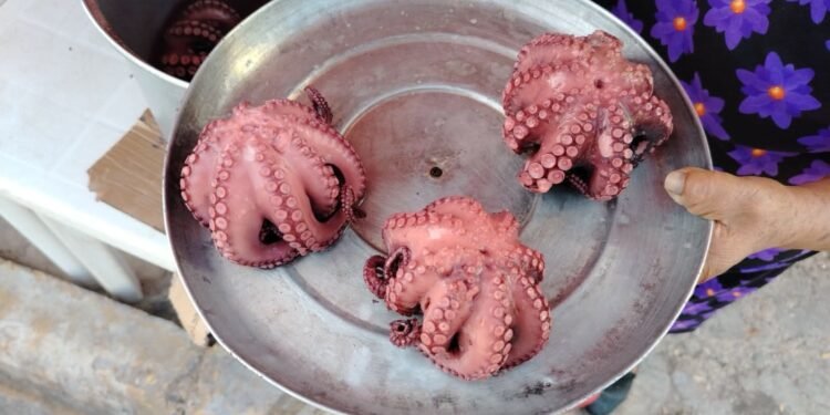 ¡Se hunde la zafra del pulpo! Temporada arranca con números devastadores