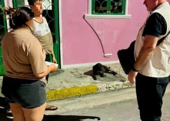 Reporte al 911 activa investigación por posible maltrato animal en la México