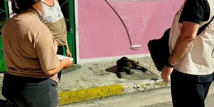 Reporte al 911 activa investigación por posible maltrato animal en la México