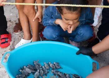 Nueva generación de tortugas marinas en Campeche enciende la esperanza ambiental