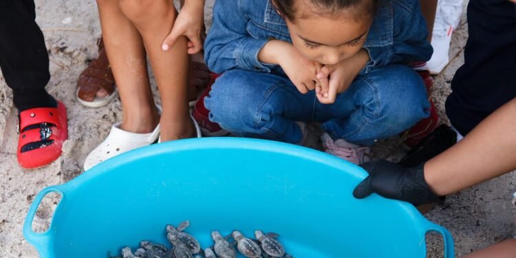 Nueva generación de tortugas marinas en Campeche enciende la esperanza ambiental