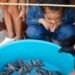 Nueva generación de tortugas marinas en Campeche enciende la esperanza ambiental