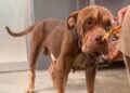 León, el perro rescatado, avanza en su recuperación