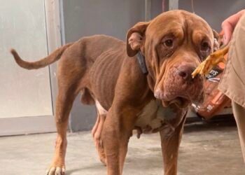 León, el perro rescatado, avanza en su recuperación