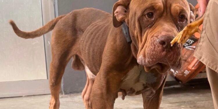 León, el perro rescatado, avanza en su recuperación