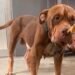 León, el perro rescatado, avanza en su recuperación