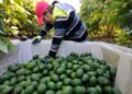 ¿Se destraba la exportación? EU retoma actividades en zonas clave de Michoacán