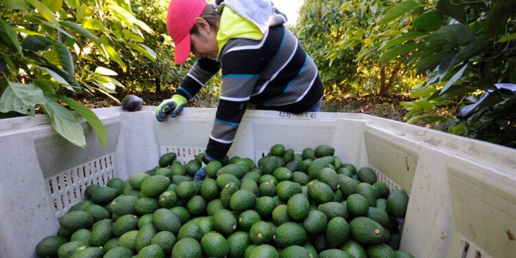 ¿Se destraba la exportación? EU retoma actividades en zonas clave de Michoacán