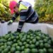 ¿Se destraba la exportación? EU retoma actividades en zonas clave de Michoacán