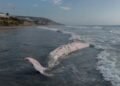 ¡Gigante del mar termina en la arena! Hallan ballena muerta en Tijuana