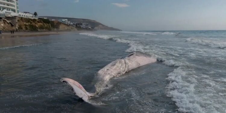 ¡Gigante del mar termina en la arena! Hallan ballena muerta en Tijuana