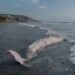 ¡Gigante del mar termina en la arena! Hallan ballena muerta en Tijuana