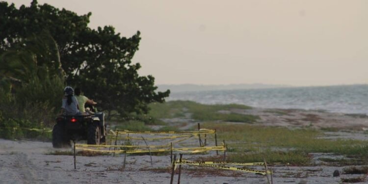 ¡No respetaron ni los nidos! Irrumpen con 4×4 en campamento tortuguero