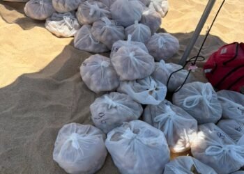 ¡Que no se los lleven! Protegen 10 mil huevos de tortuga golfina en Los Cabos