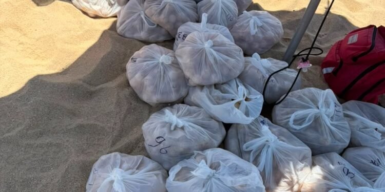 ¡Que no se los lleven! Protegen 10 mil huevos de tortuga golfina en Los Cabos