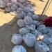 ¡Que no se los lleven! Protegen 10 mil huevos de tortuga golfina en Los Cabos